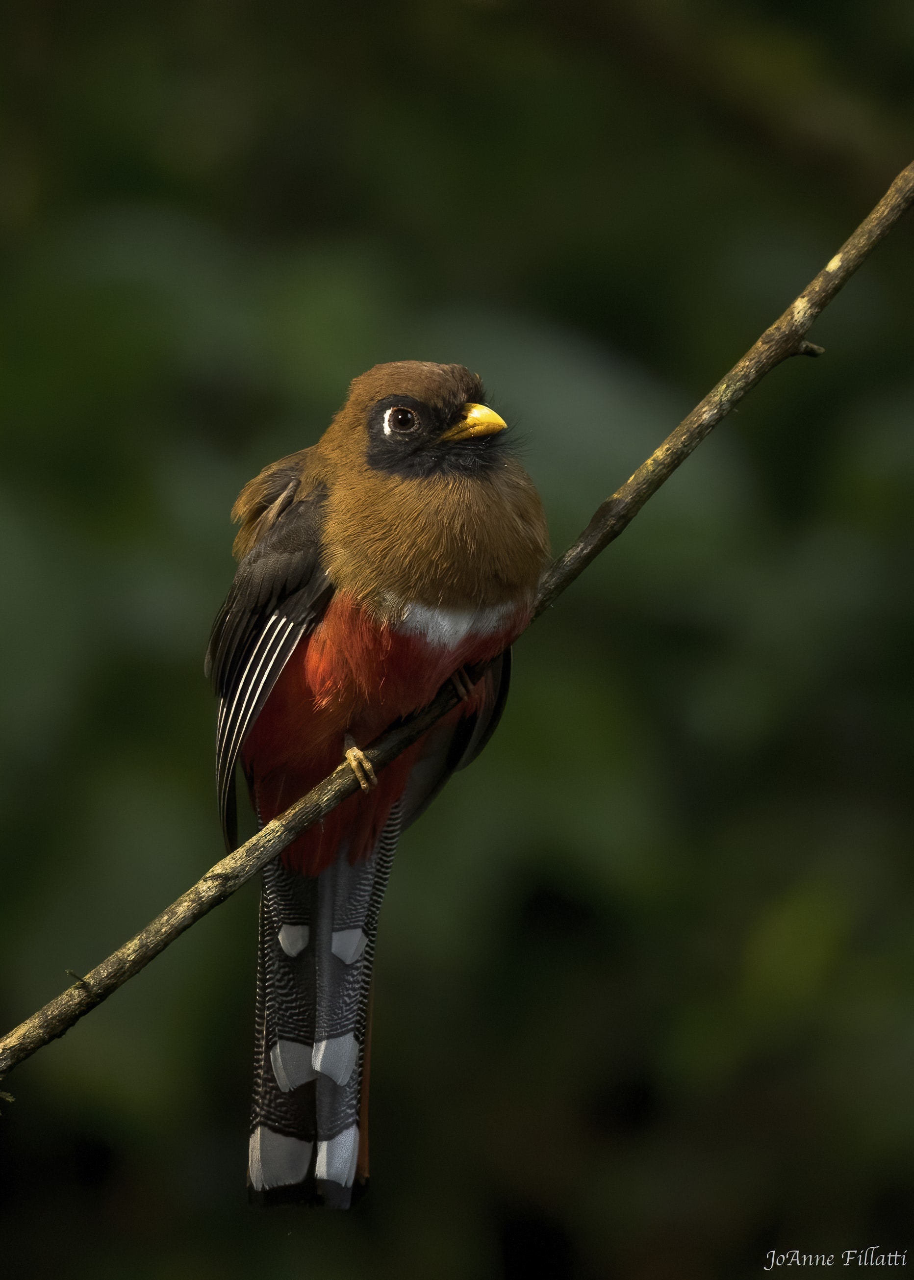 bird of ecuador image 41